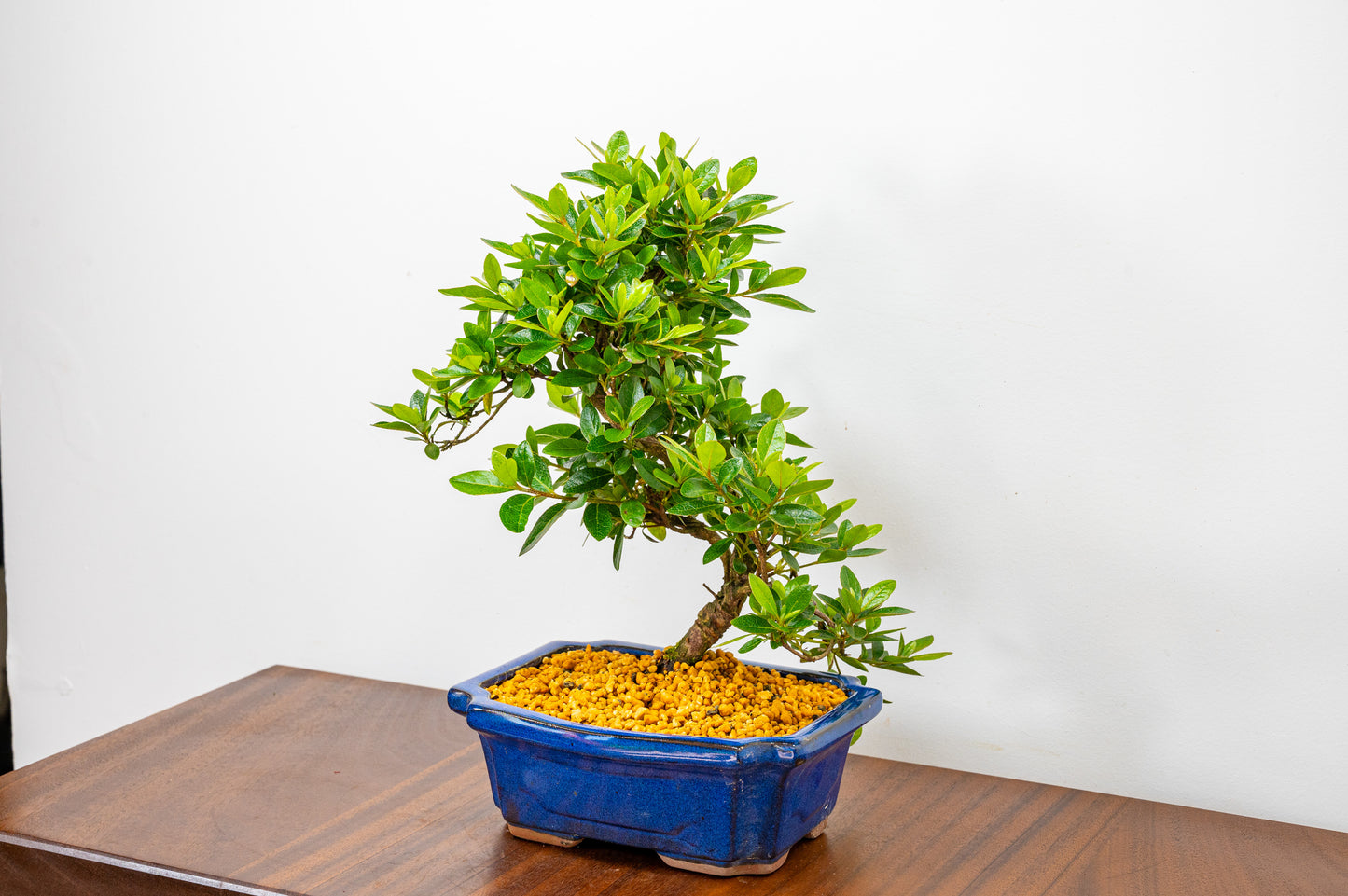 Satsuki Azalea Bonsai