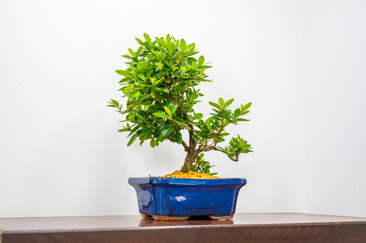 Satsuki Azalea Bonsai