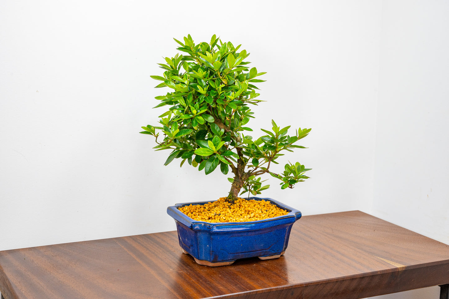 Satsuki Azalea Bonsai