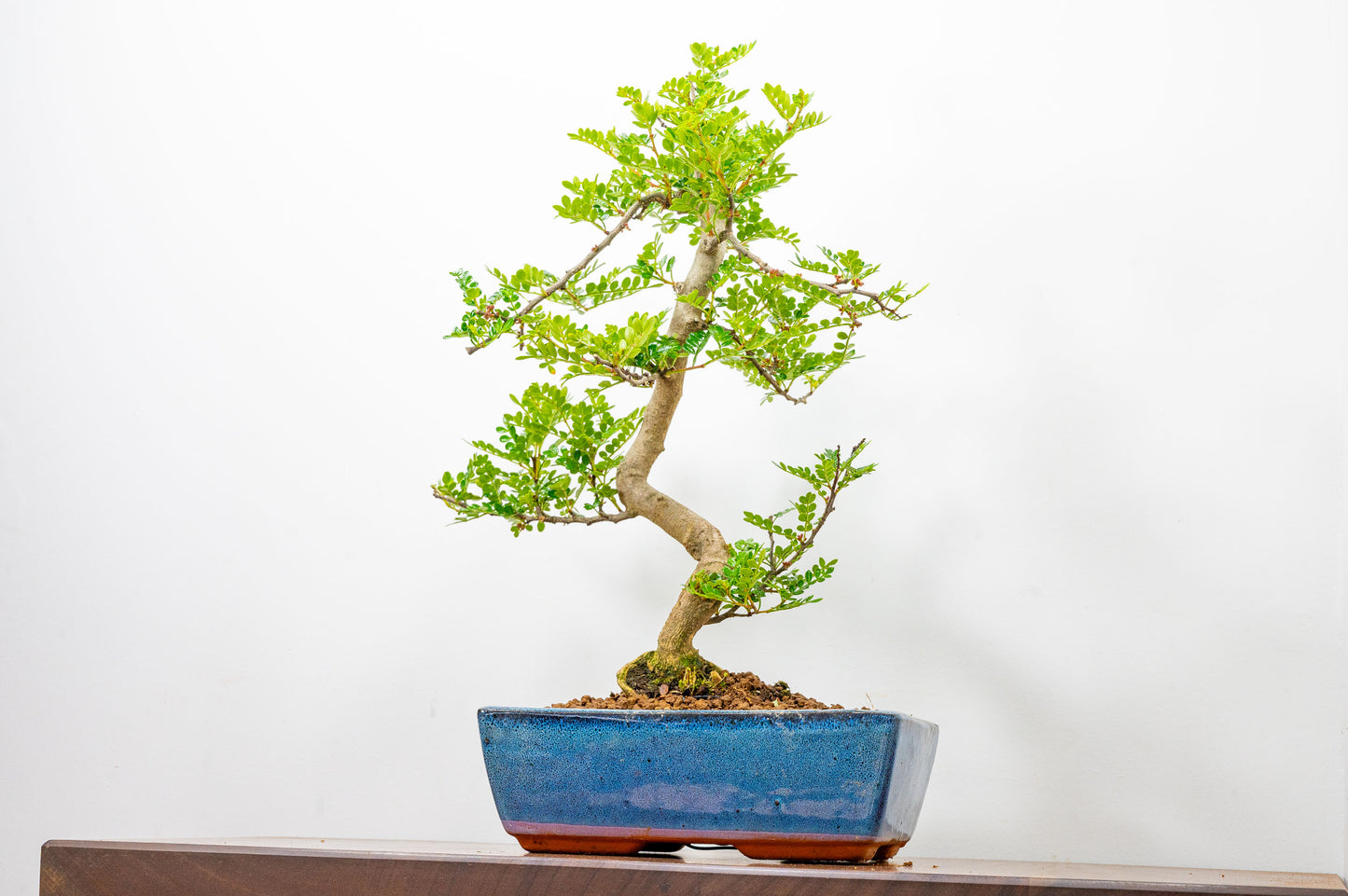 Japanese Pepper Bonsai  S Trunk - 25cm Blue Ceramic Pot