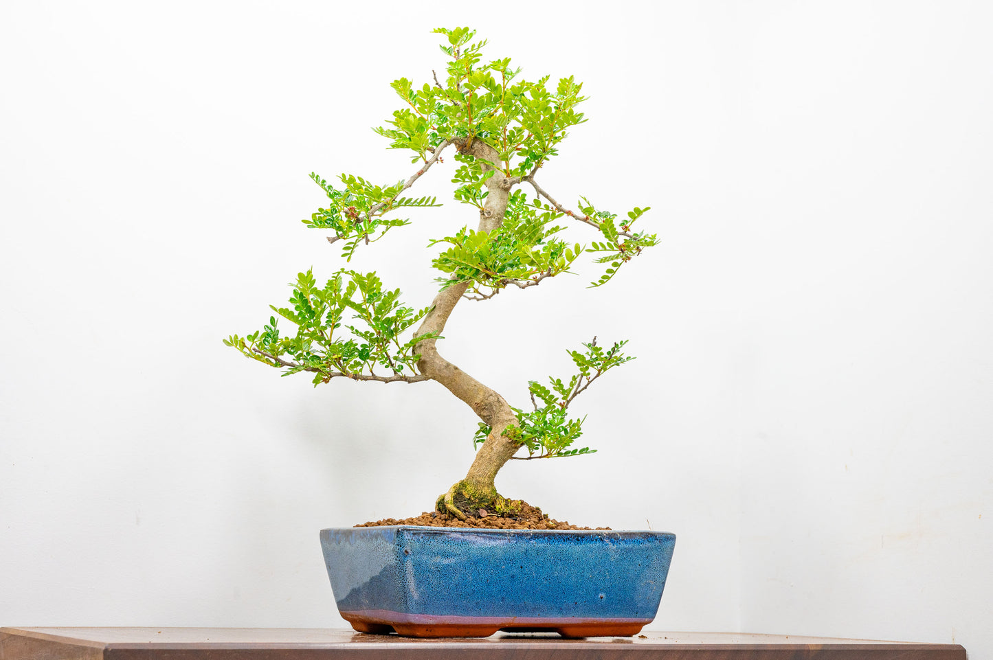 Japanese Pepper Bonsai  S Trunk - 25cm Blue Ceramic Pot