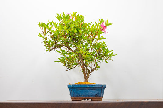 Satsuki Azalea Bonsai & Care Kit