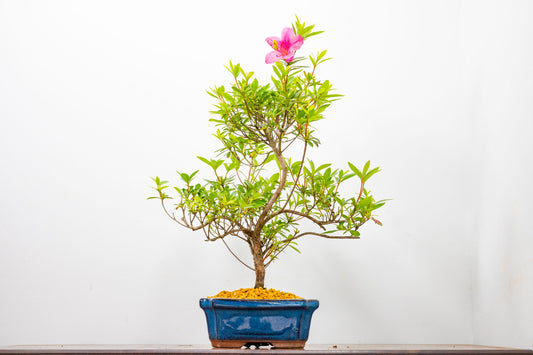 Satsuki Azalea Bonsai & Care Kit