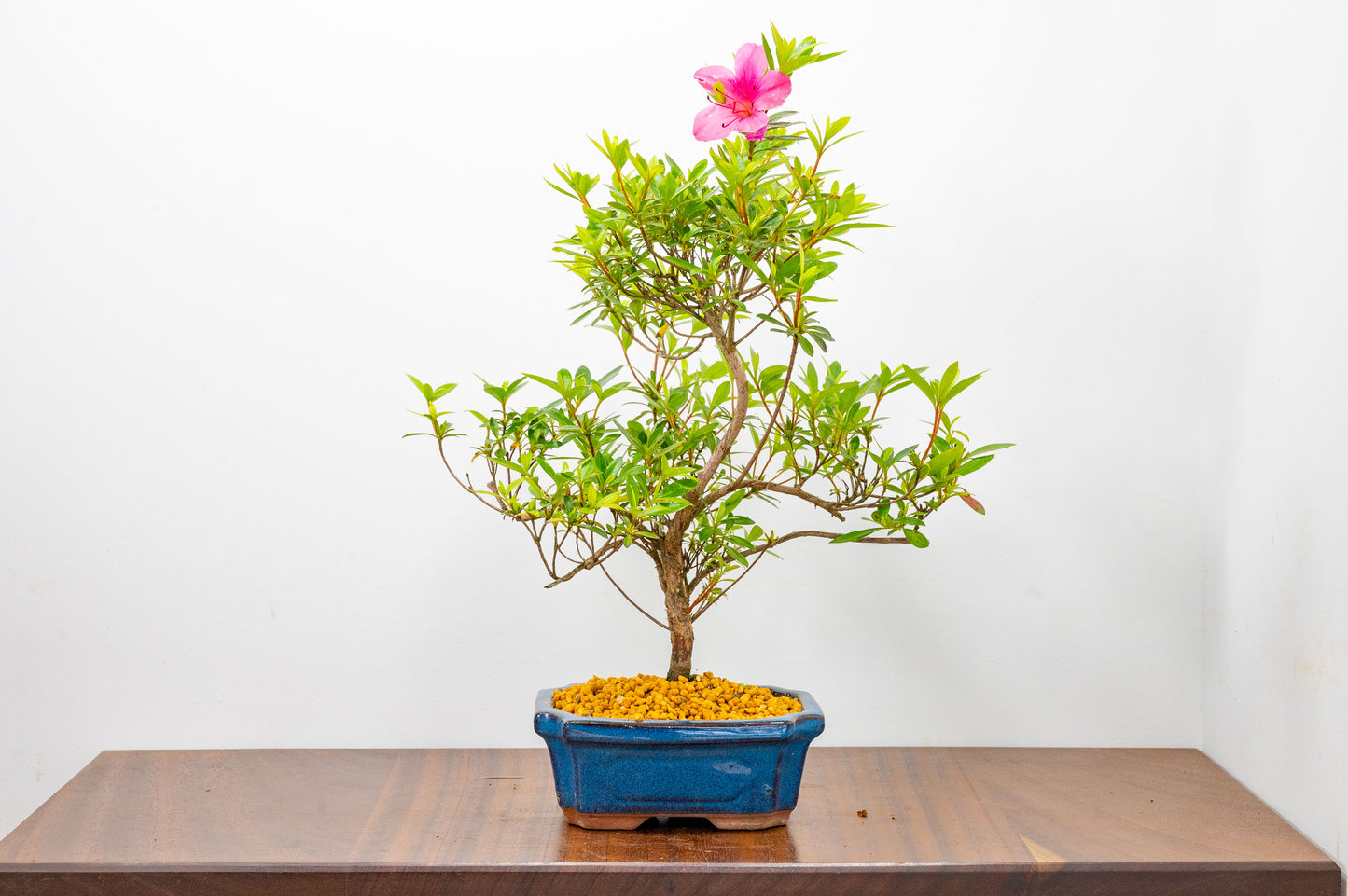 Satsuki Azalea Bonsai & Care Kit