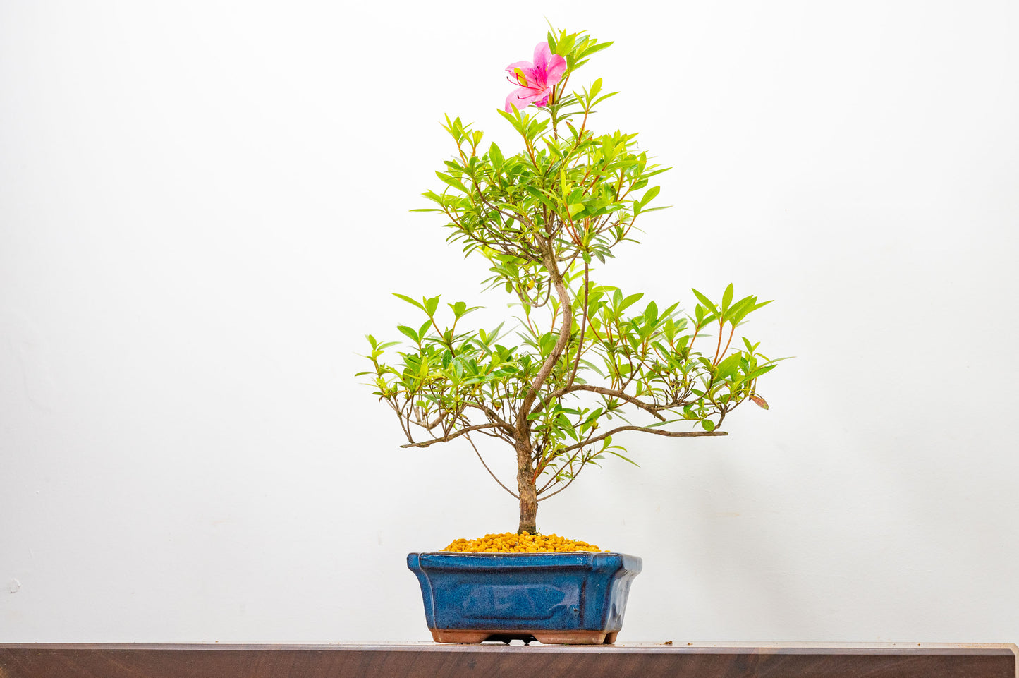 Satsuki Azalea Bonsai & Care Kit