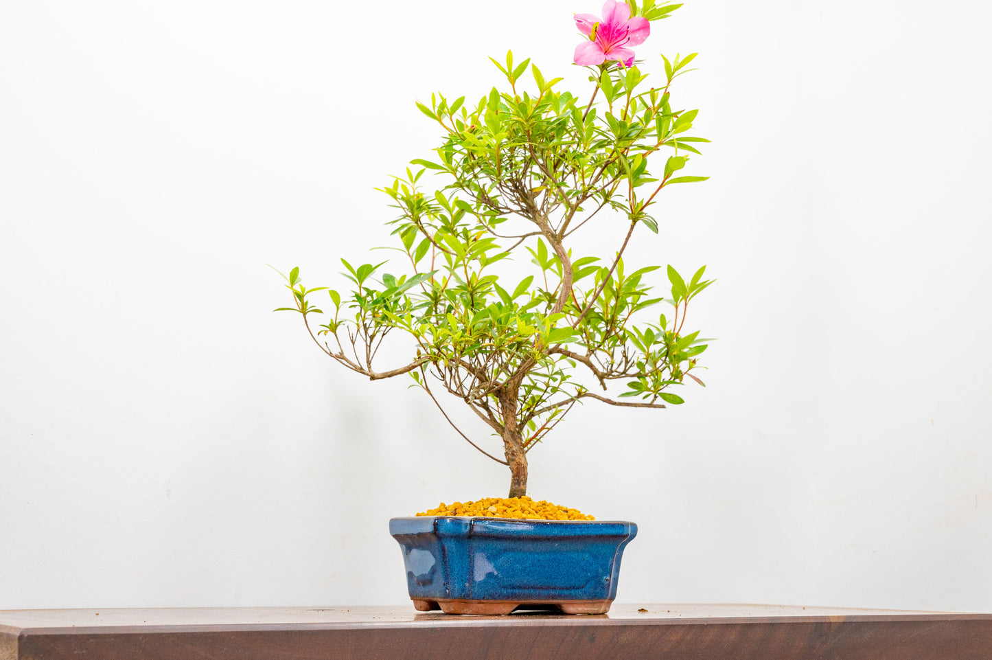 Satsuki Azalea Bonsai & Care Kit