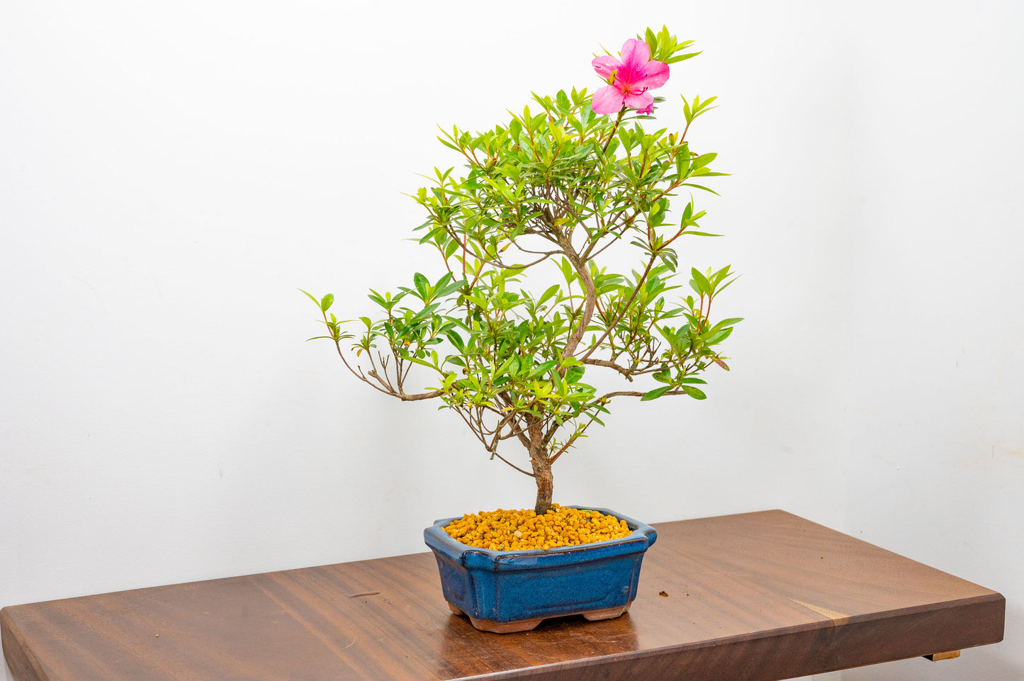 Satsuki Azalea Bonsai & Care Kit