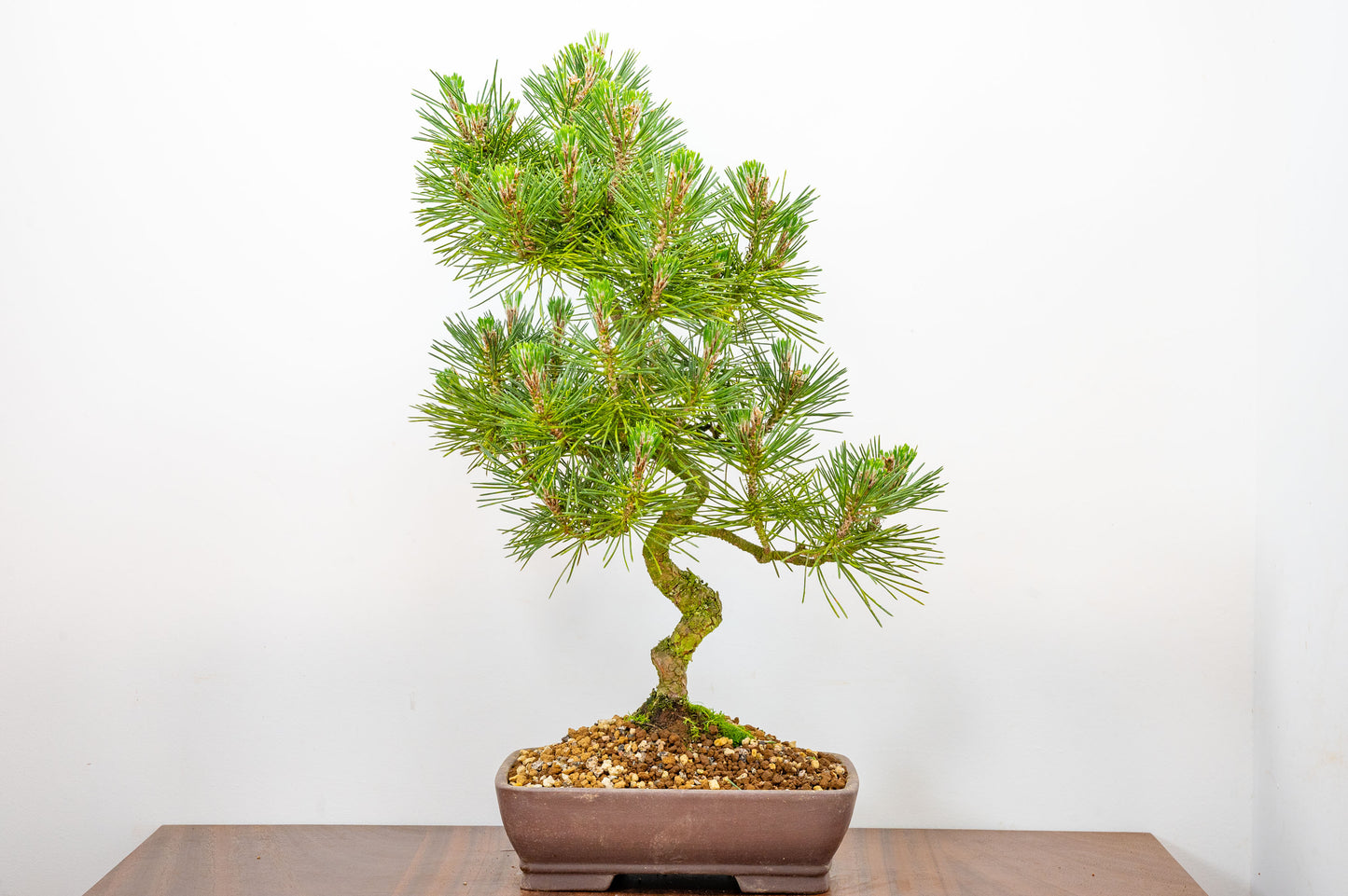 Japanese Black Pine Bonsai