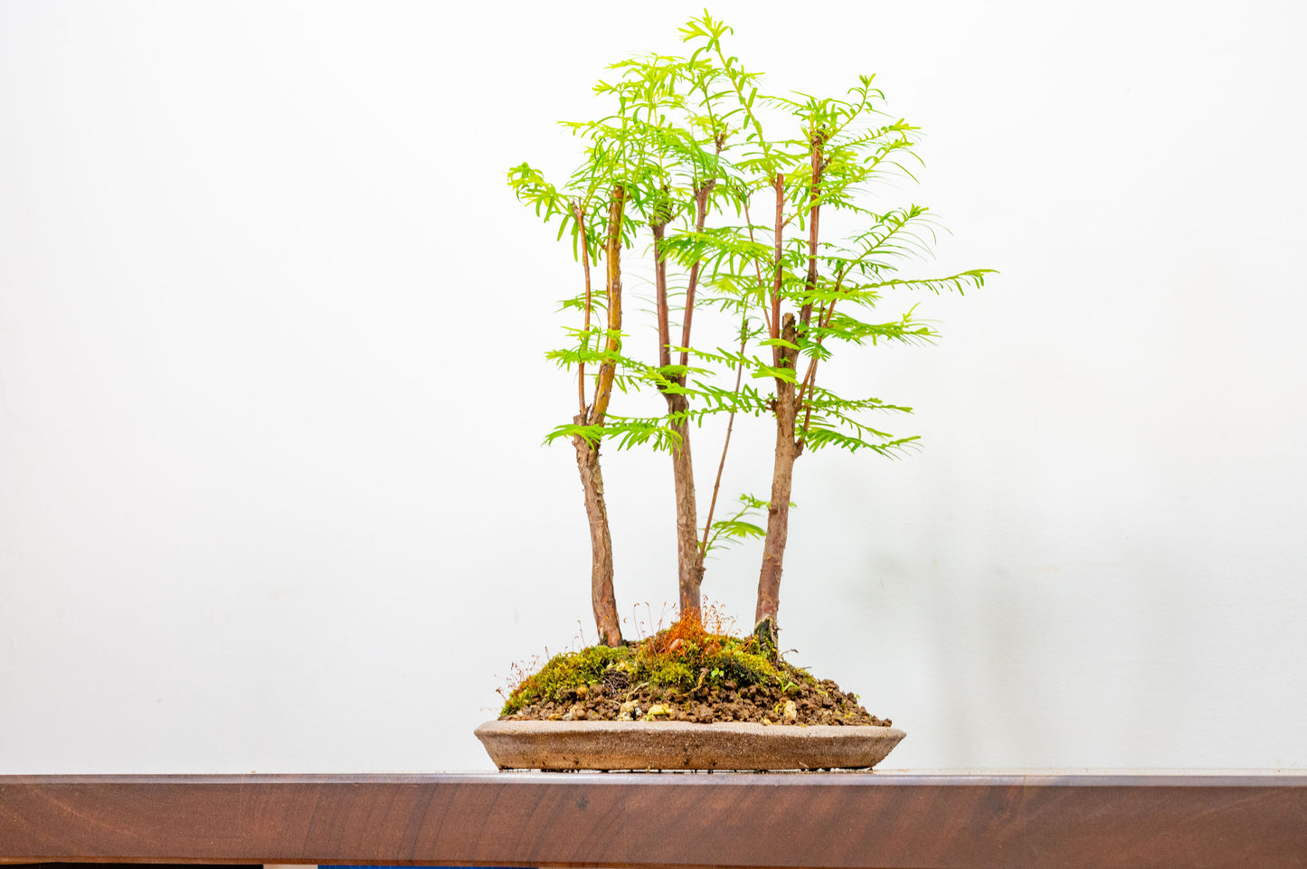 Dawn Redwood Bonsai 3 Tree Group