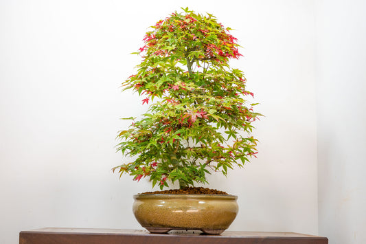 'Deshojo' Japanese Maple Bonsai