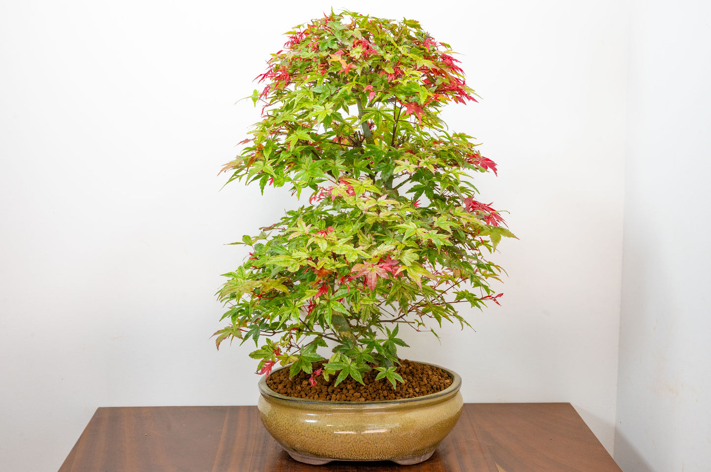 'Deshojo' Japanese Maple Bonsai