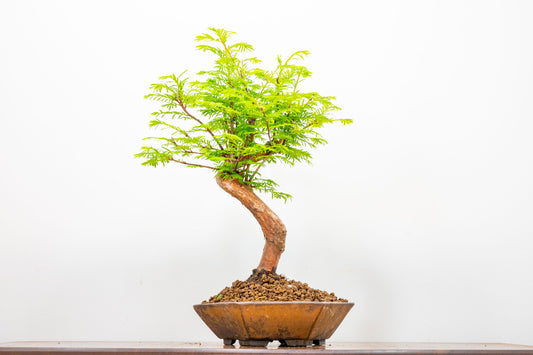 Dawn Redwood  Bonsai