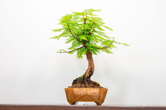 Dawn Redwood  Bonsai
