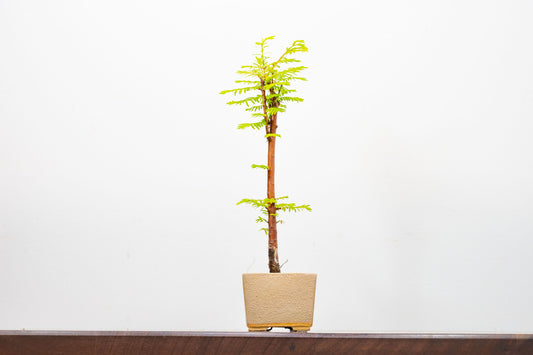 Dawn Redwood Bonsai Starter Tree