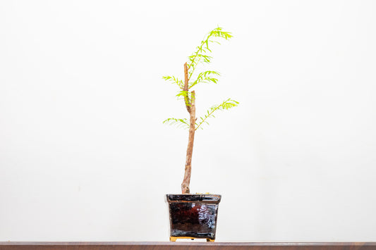 Dawn Redwood Bonsai Starter Tree