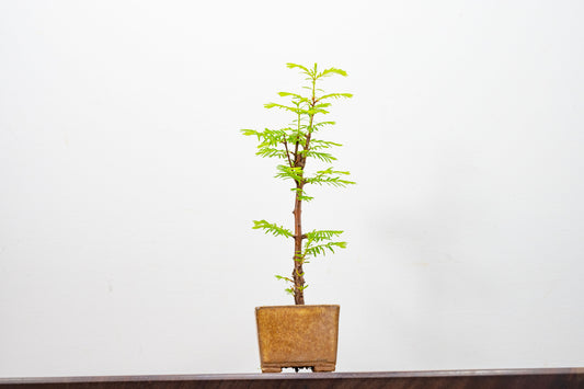 Dawn Redwood Bonsai Starter Tree