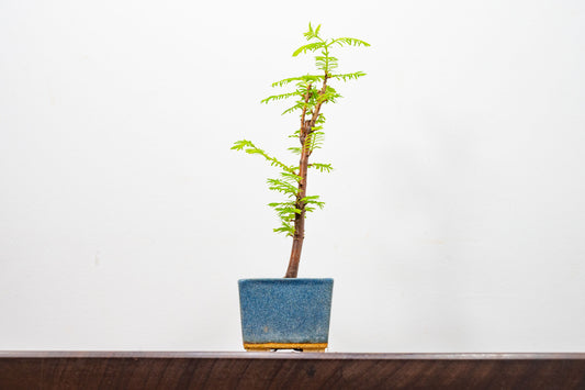 Dawn Redwood Bonsai Starter Tree