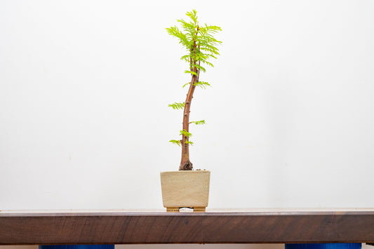 Dawn Redwood Bonsai Starter Tree