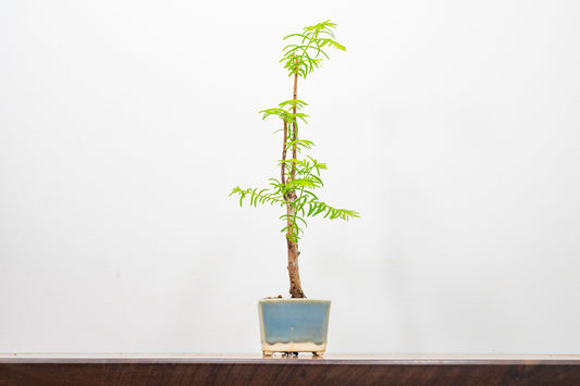 Dawn Redwood Bonsai Starter Tree