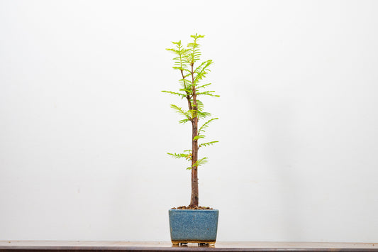 Dawn Redwood Bonsai Starter Tree