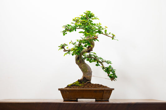 Chinese Elm Bonsai in 23cm Venus Brown Ceramic Dish+ Care Kit
