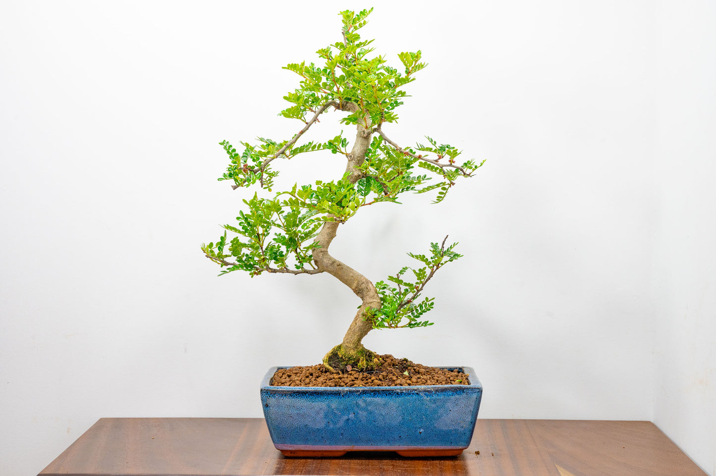 Japanese Pepper Bonsai  S Trunk - 25cm Blue Ceramic Pot