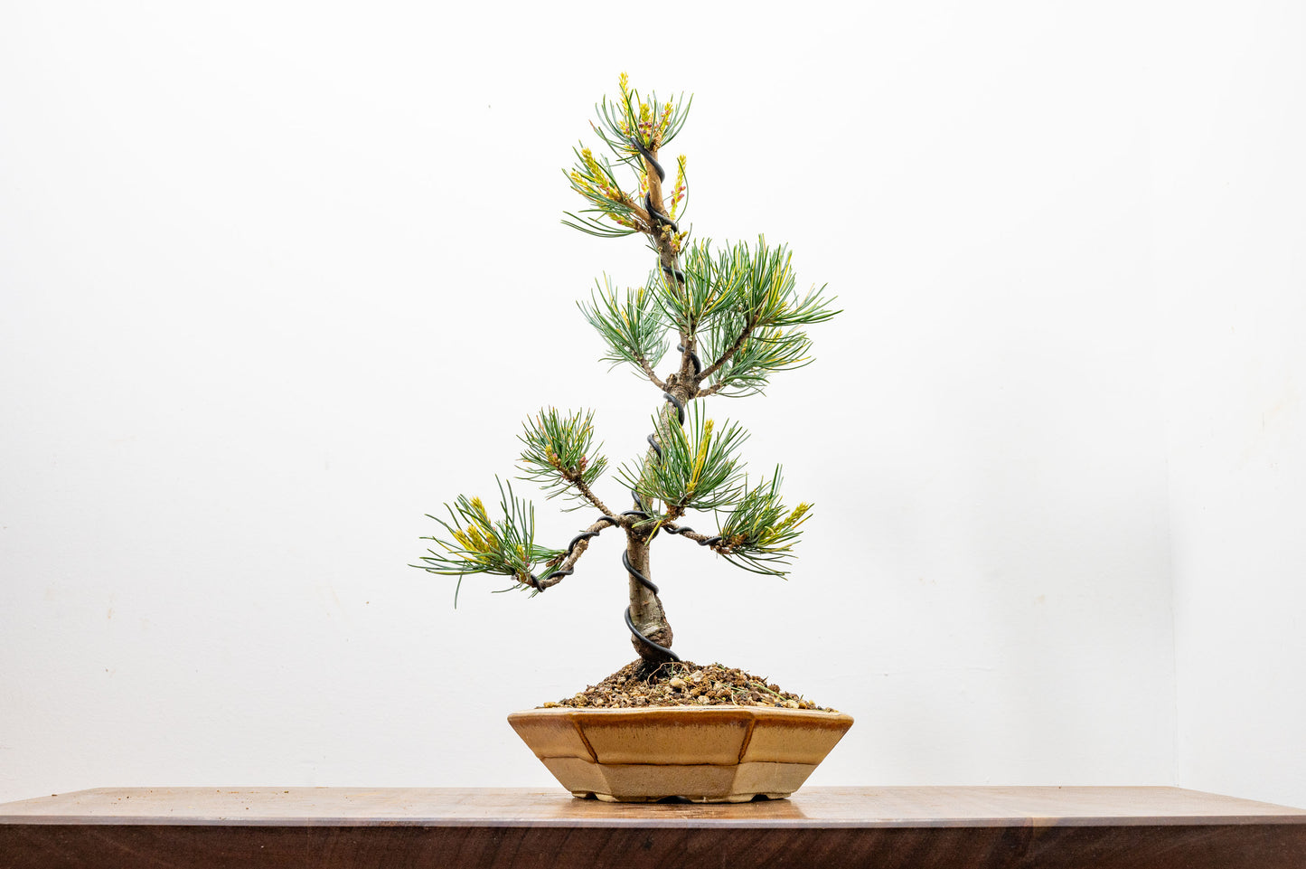 Japanese White Pine Bonsai