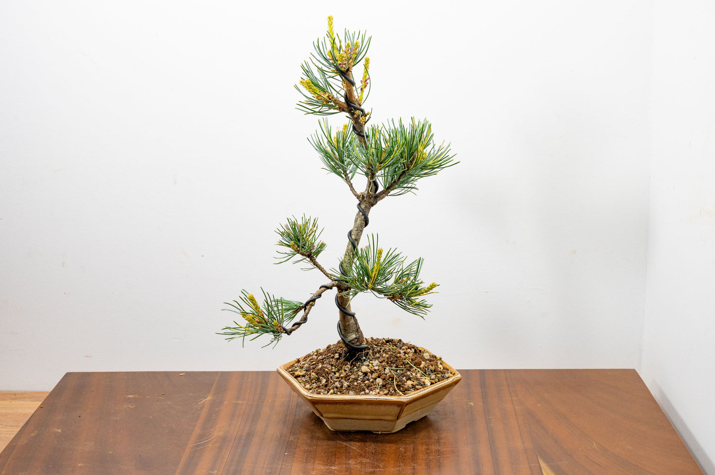 Japanese White Pine Bonsai