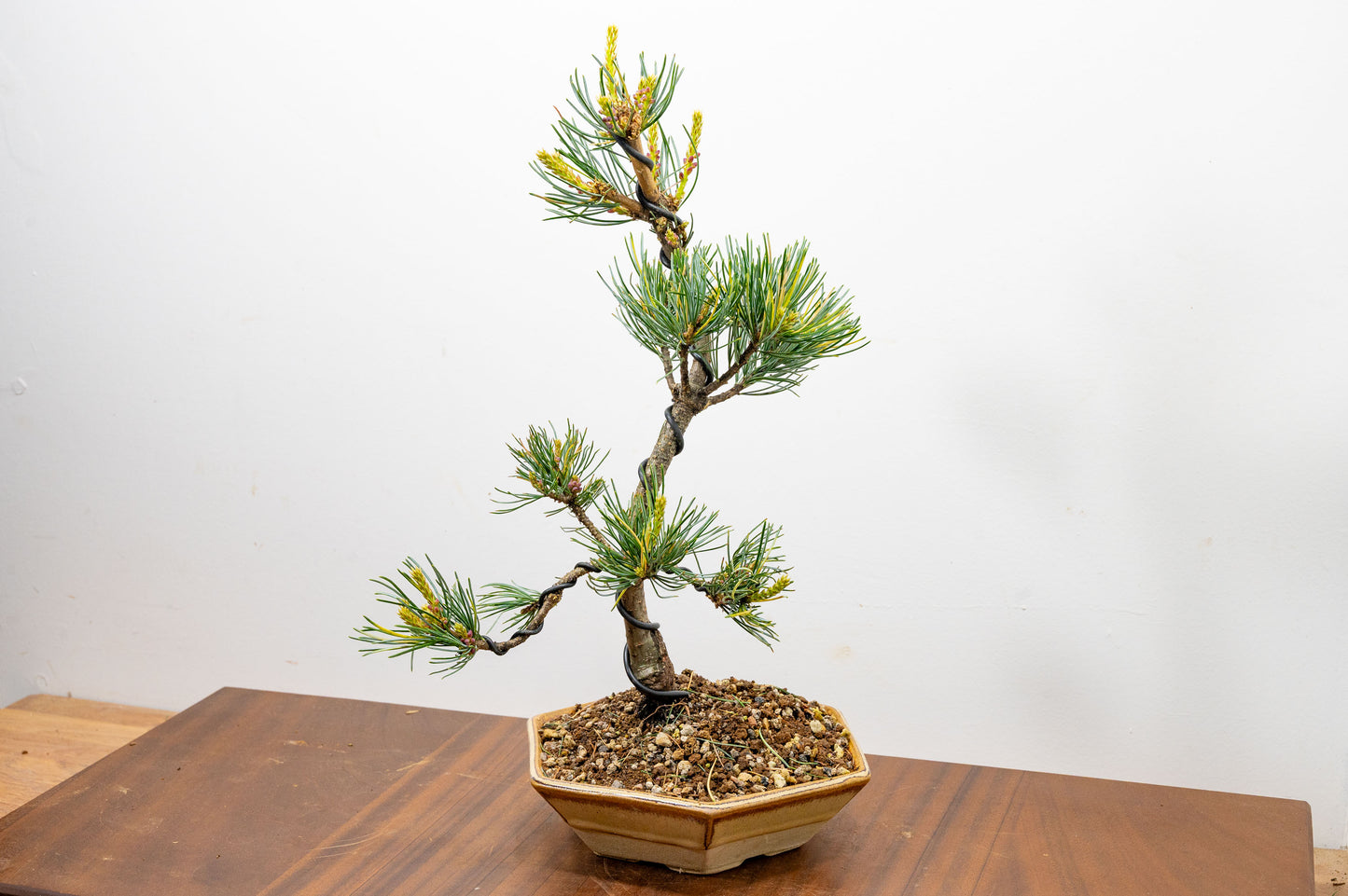 Japanese White Pine Bonsai