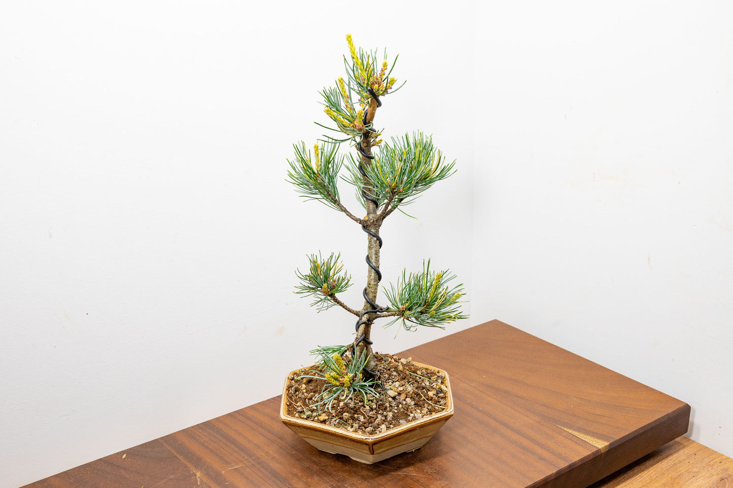 Japanese White Pine Bonsai