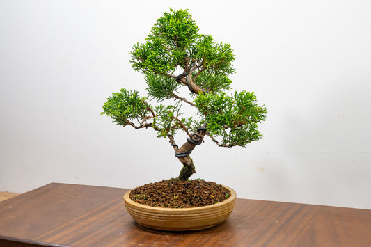 Juniper - Japanese Imported Bonsai