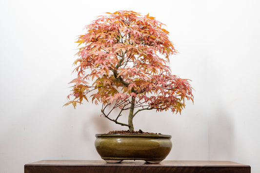'Deshojo' Japanese Maple Bonsai