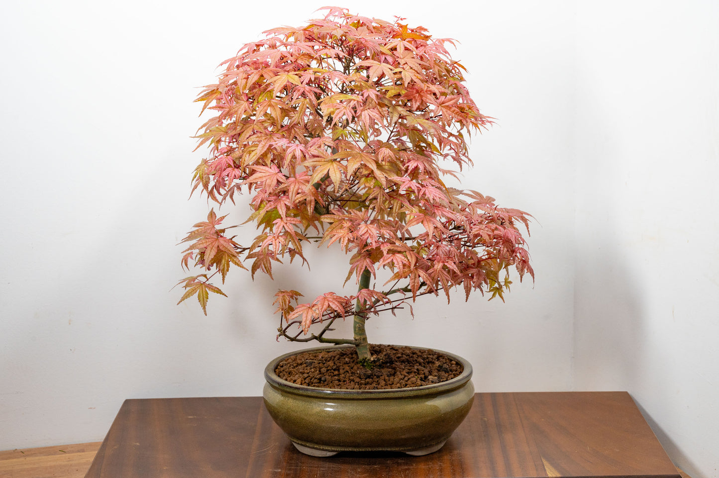 'Deshojo' Japanese Maple Bonsai
