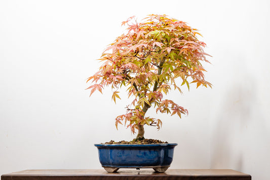 'Deshojo' Japanese Maple Bonsai