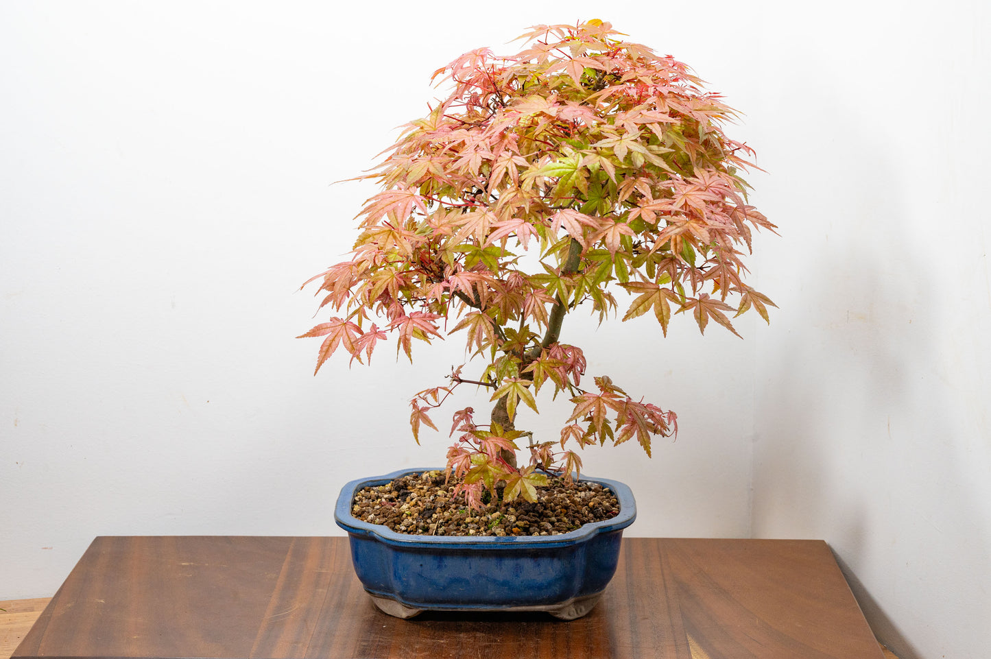'Deshojo' Japanese Maple Bonsai