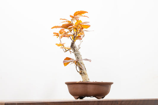 European Purple Beech -  Bonsai
