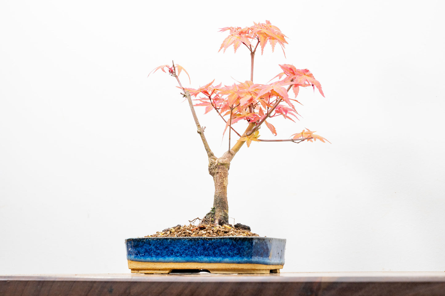 Deshojo Japanese Maple Bonsai