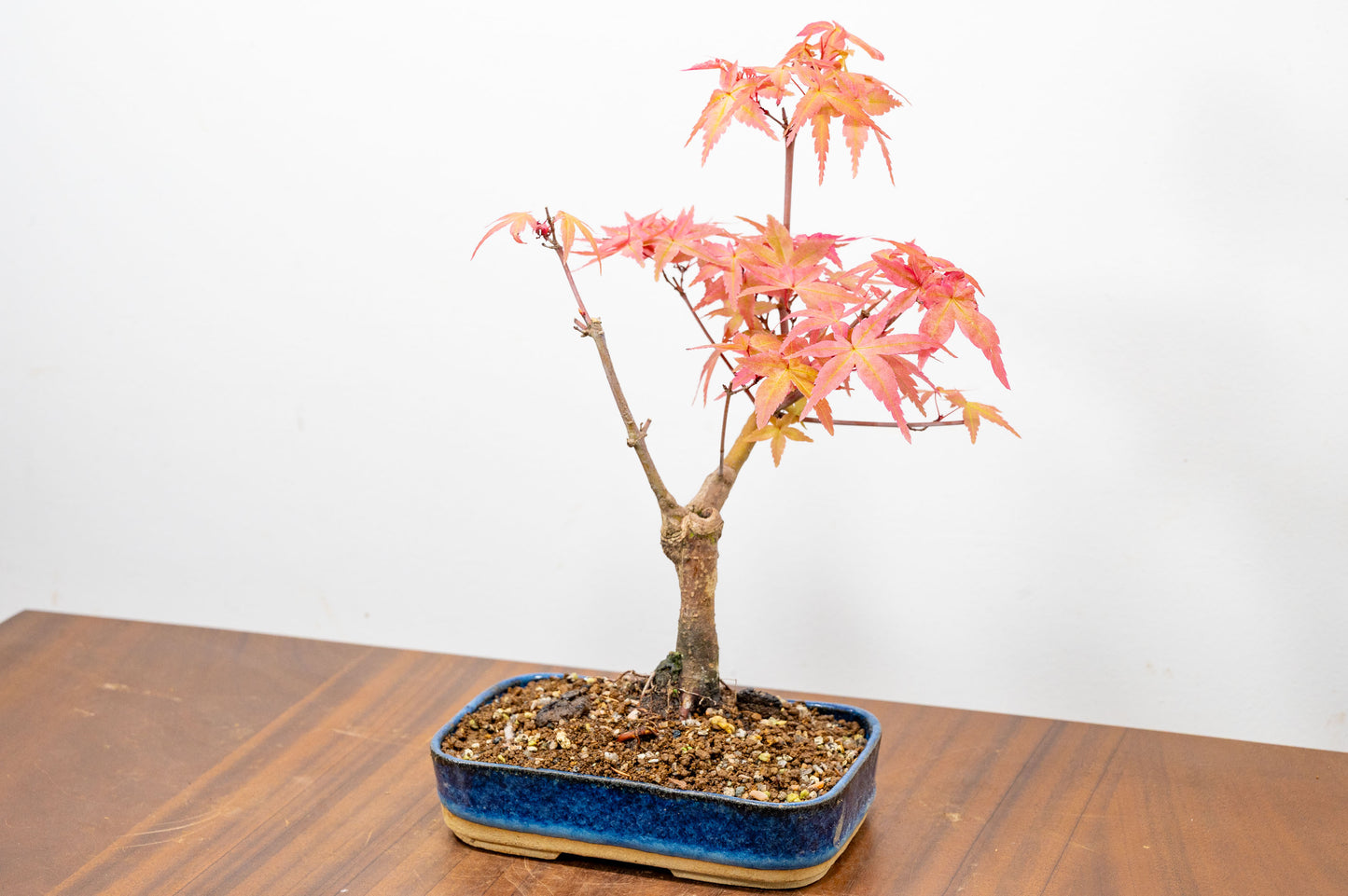 Deshojo Japanese Maple Bonsai