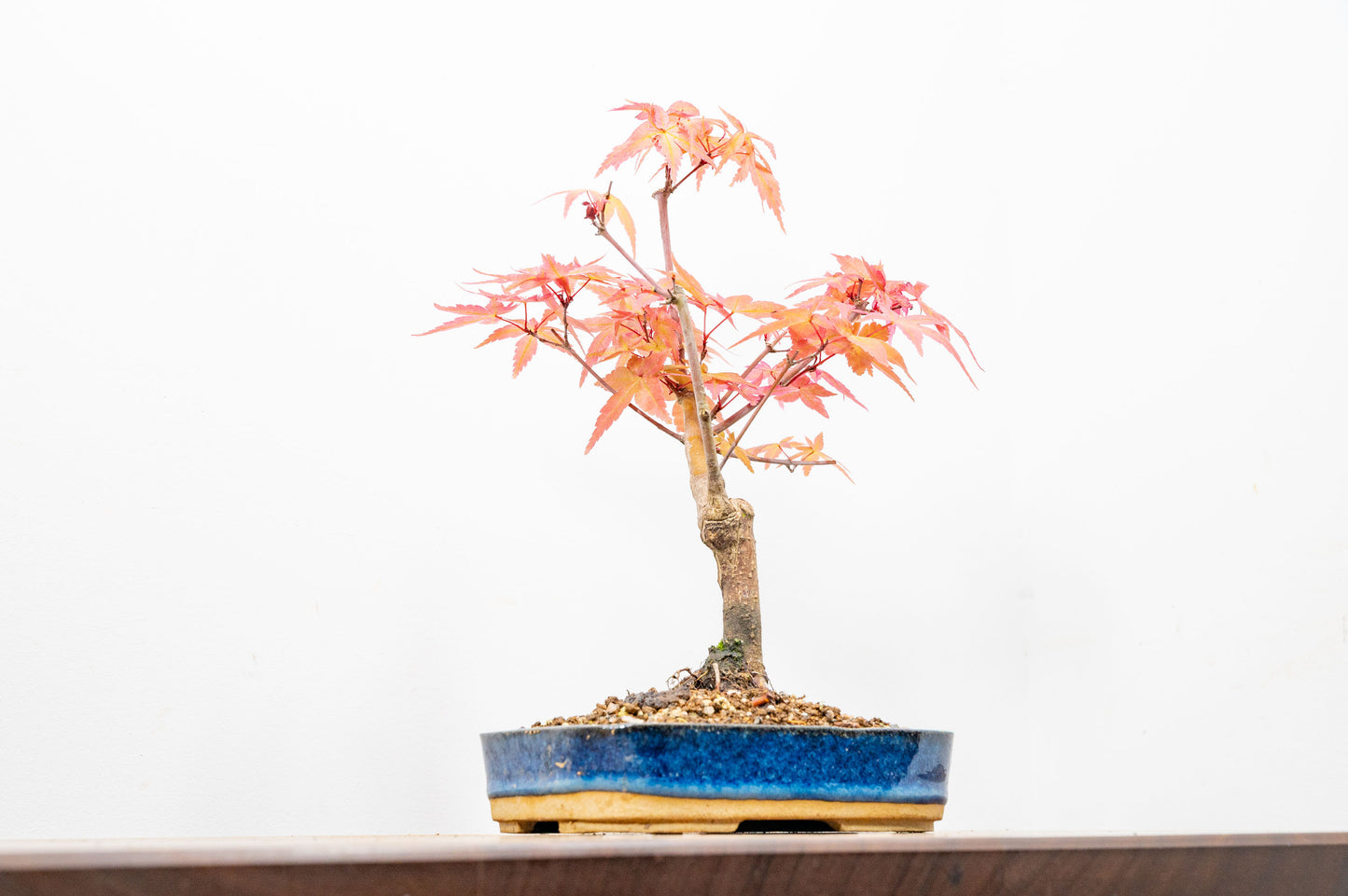 Deshojo Japanese Maple Bonsai