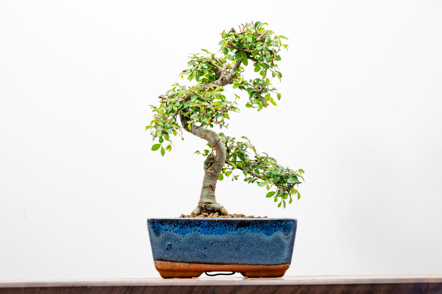 Chinese Elm Bonsai and Care Kit in 15cm Navy Ceramic Pot