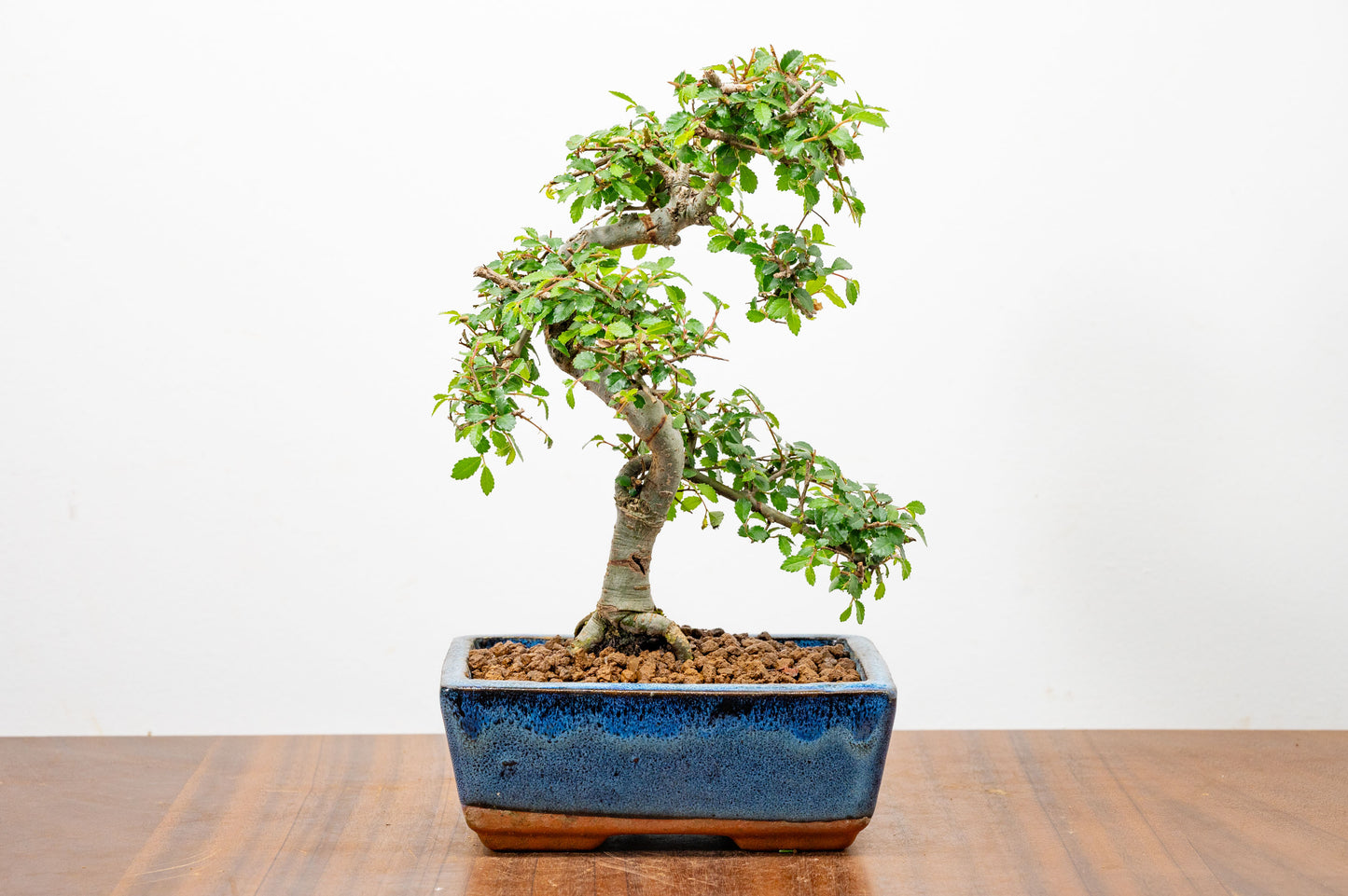 Chinese Elm Bonsai and Care Kit in 15cm Navy Ceramic Pot