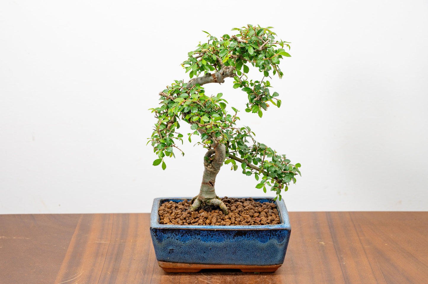 Chinese Elm Bonsai and Care Kit in 15cm Navy Ceramic Pot