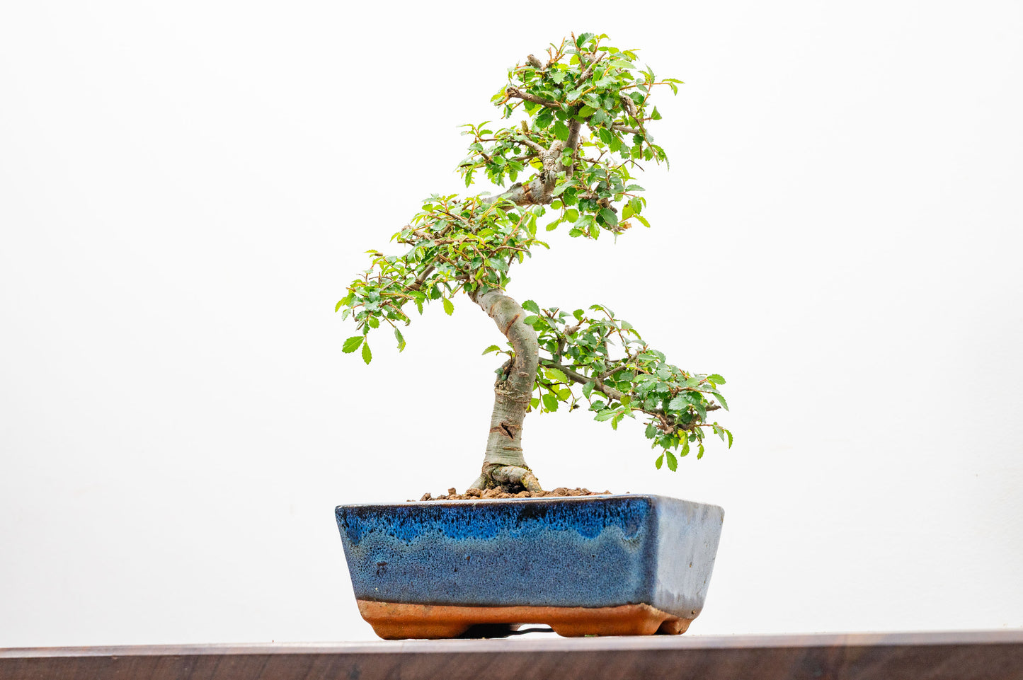 Chinese Elm Bonsai and Care Kit in 15cm Navy Ceramic Pot