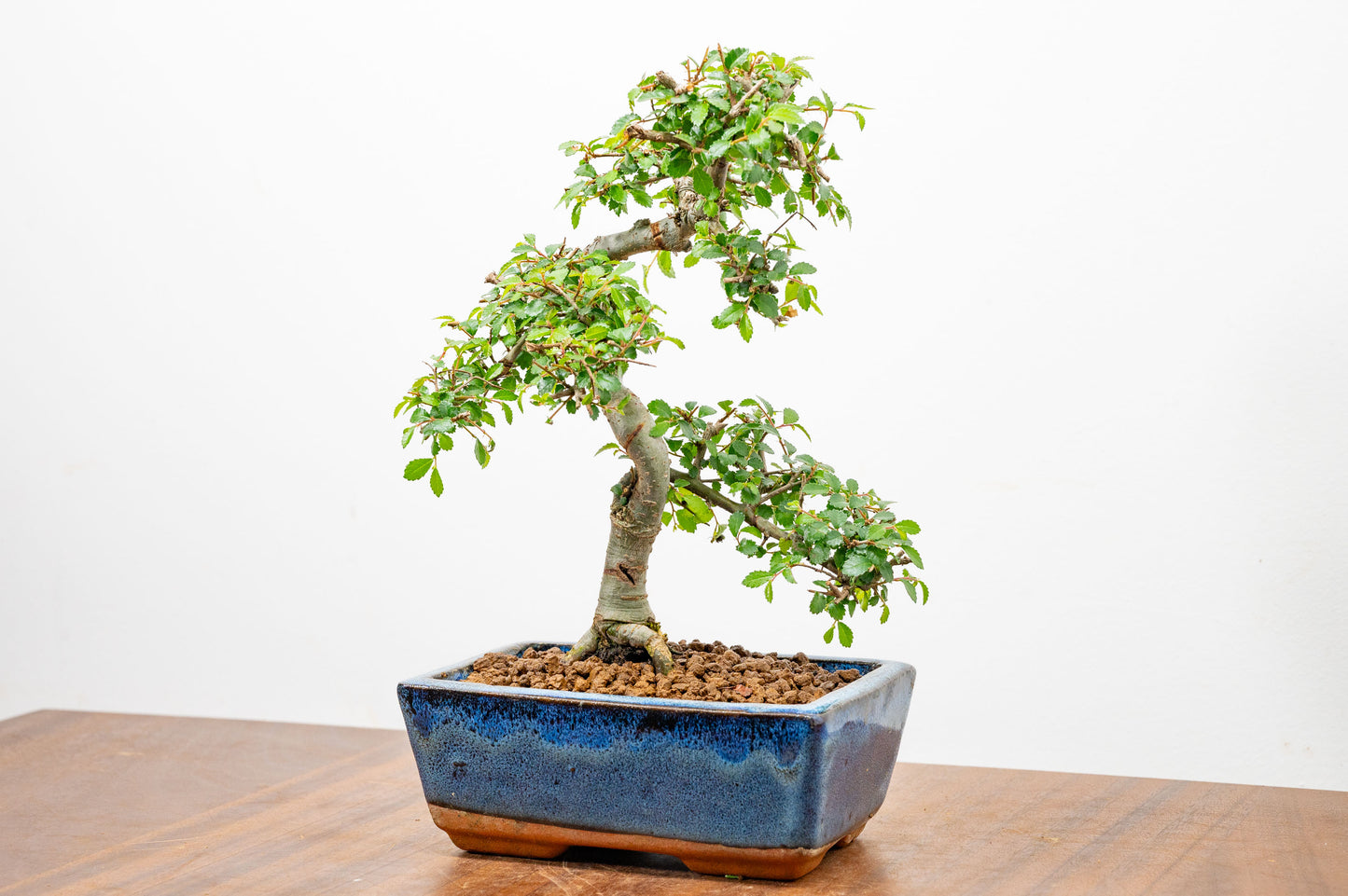 Chinese Elm Bonsai and Care Kit in 15cm Navy Ceramic Pot