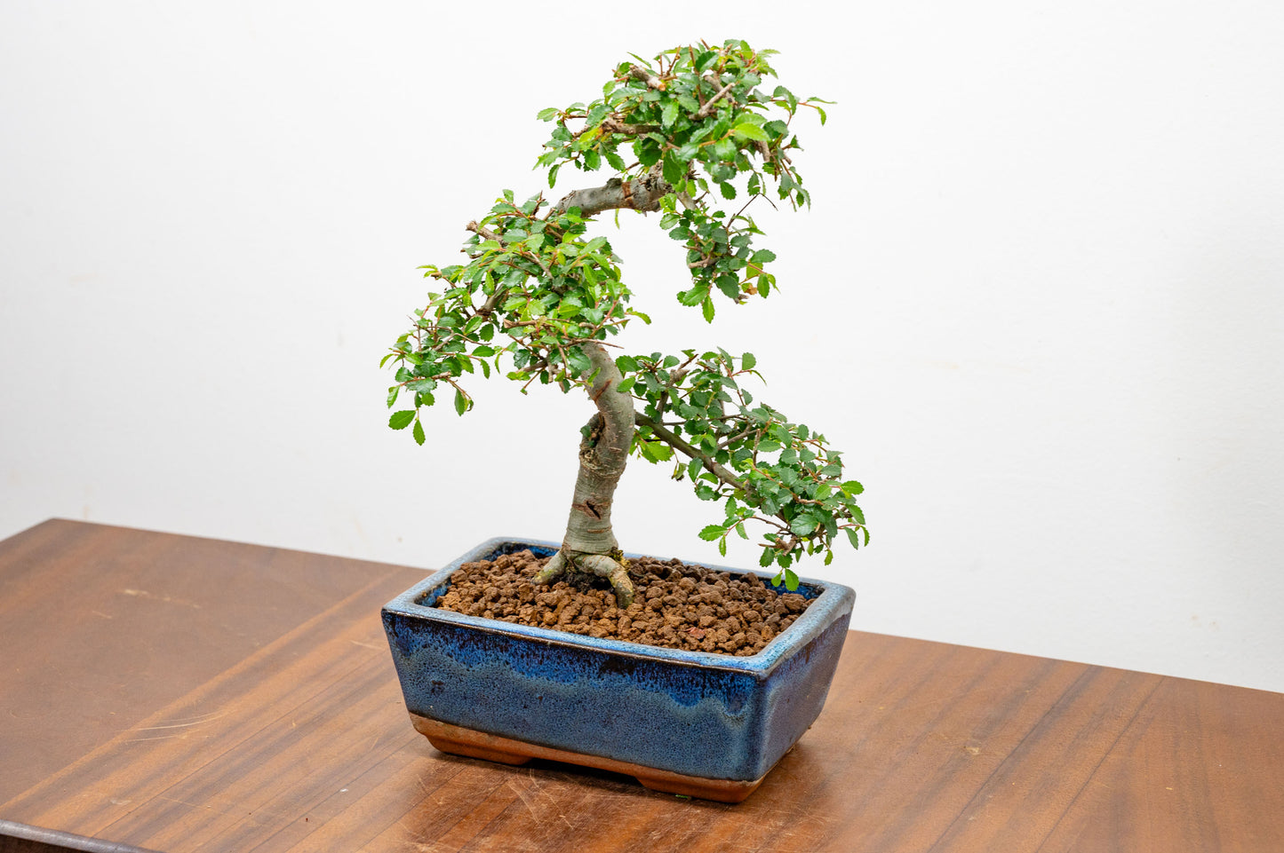 Chinese Elm Bonsai and Care Kit in 15cm Navy Ceramic Pot
