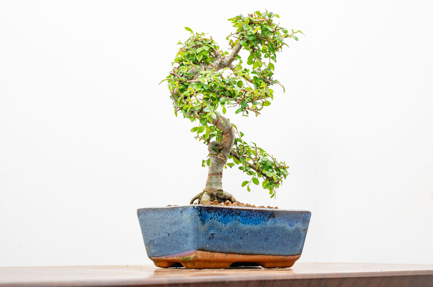 Chinese Elm Bonsai and Care Kit in 15cm Navy Ceramic Pot