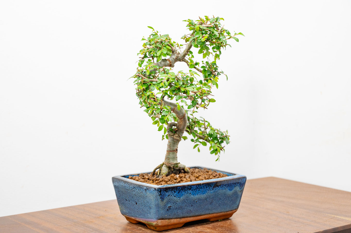 Chinese Elm Bonsai and Care Kit in 15cm Navy Ceramic Pot