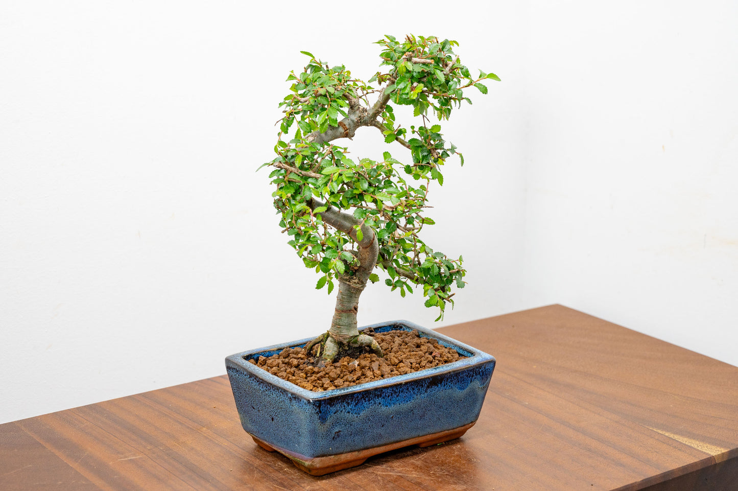 Chinese Elm Bonsai and Care Kit in 15cm Navy Ceramic Pot