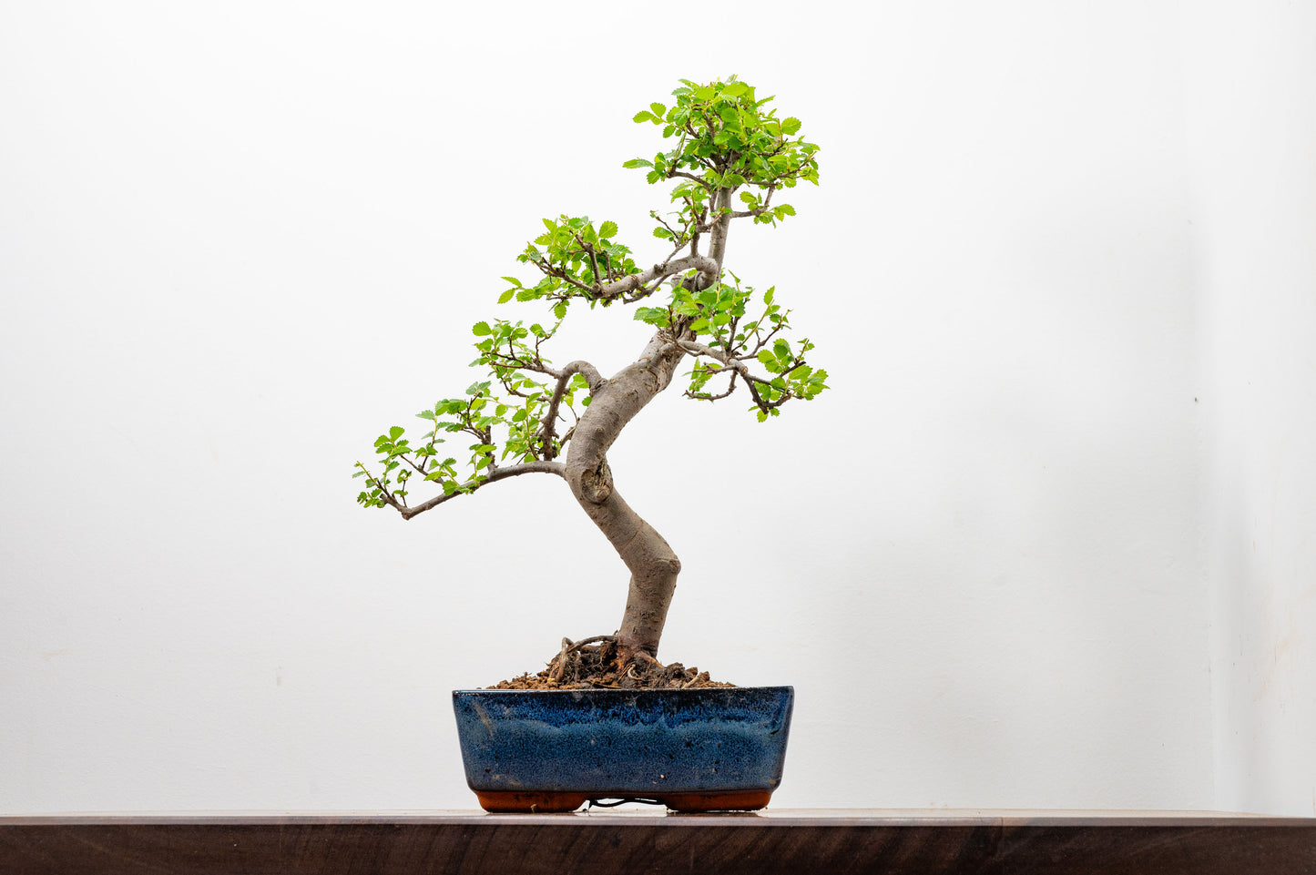 Chinese Elm Bonsai and Care Kit in 20cm Navy Ceramic Pot
