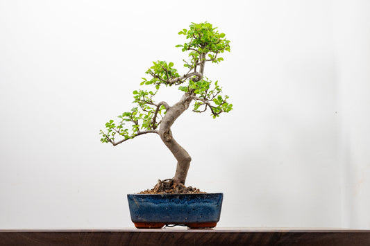 Chinese Elm Bonsai and Care Kit in 20cm Navy Ceramic Pot